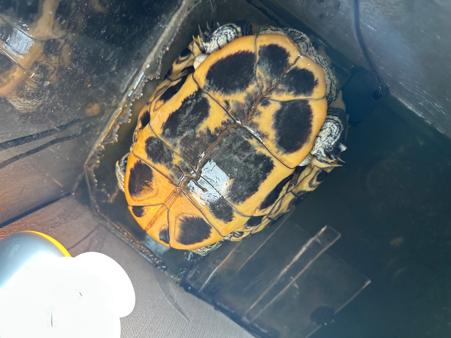 Віддам красновуху черепаху в хороші ру