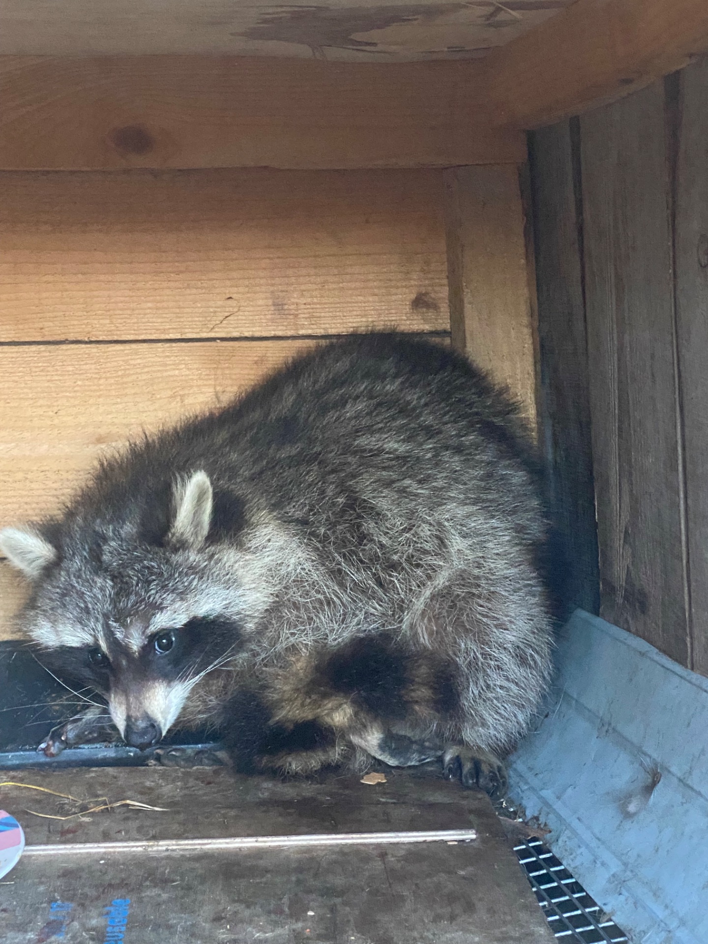 Єнот-полоскун. Самець