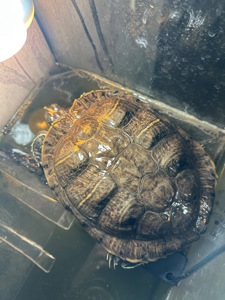 Віддам красновуху черепаху в хороші ру