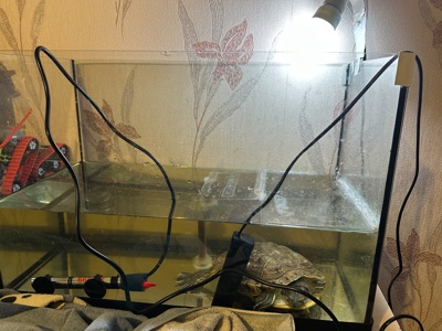 Віддам красновуху черепаху в хороші ру