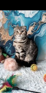 Шотландська висловуха дівчинка мармурове забарвлення