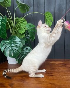 Котик породи Тойгер, Спайк