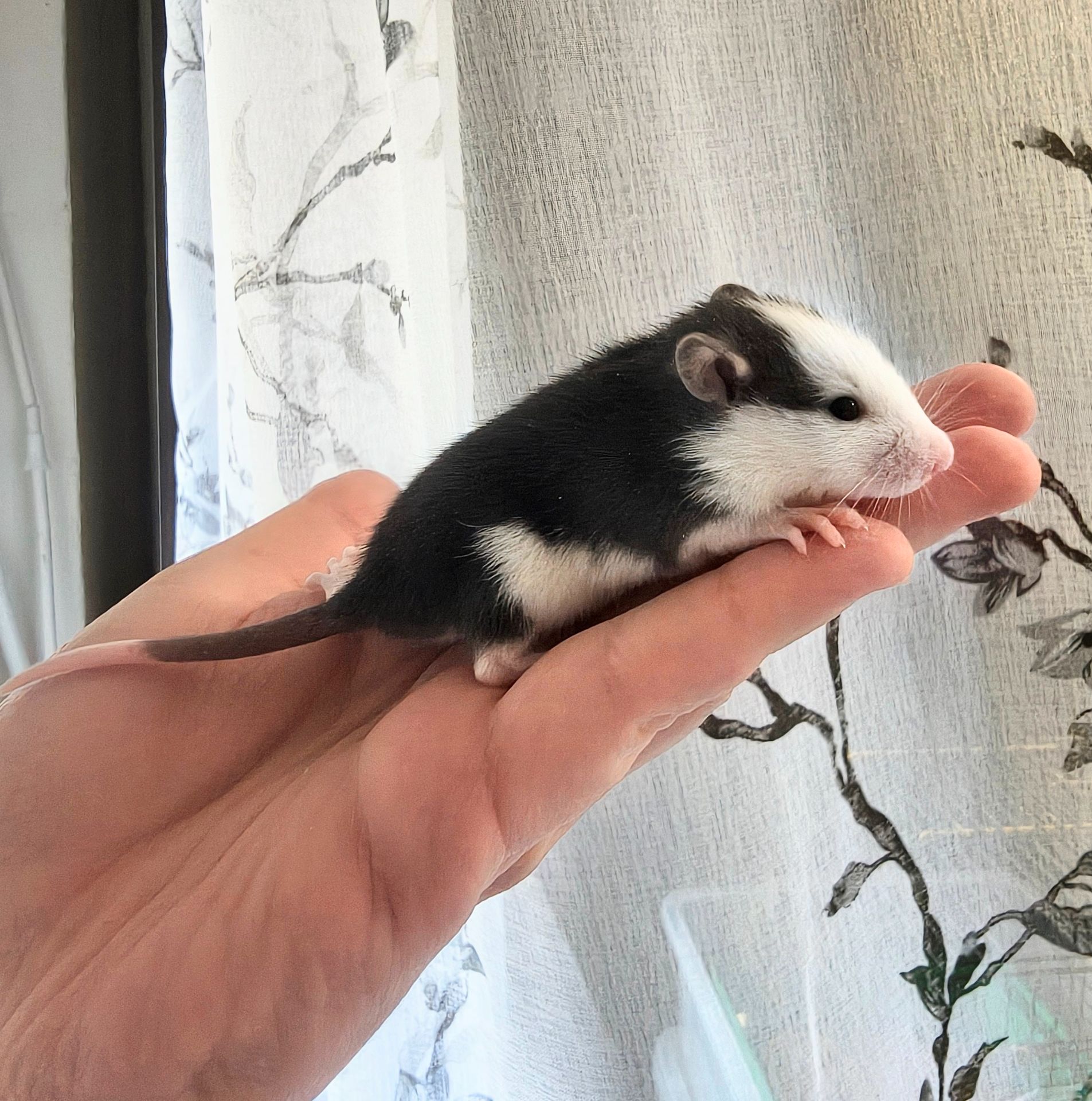 Дівчата щурики, пацючки