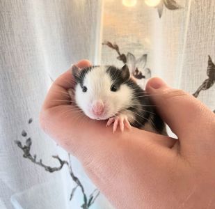 Дівчата щурики, пацючки