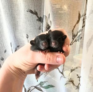 Дівчата щурики, пацючки