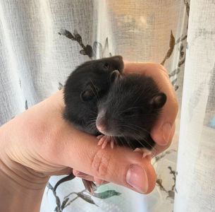 Дівчата щурики, пацючки