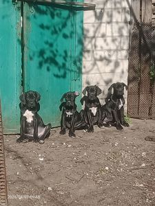 Щенки Кане Корсо