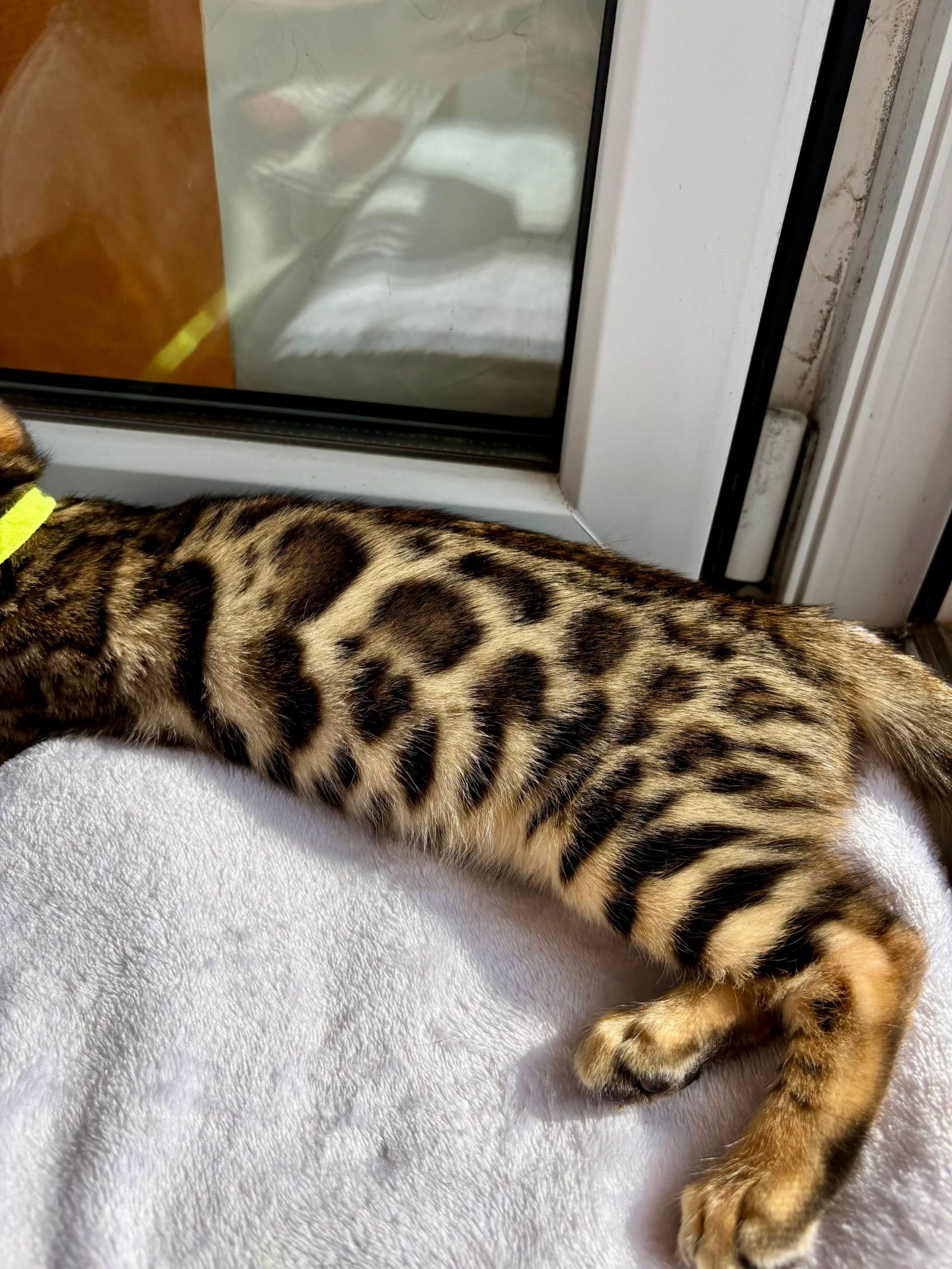 Бенгальские котята бенгалы бенгальскі котики тигри