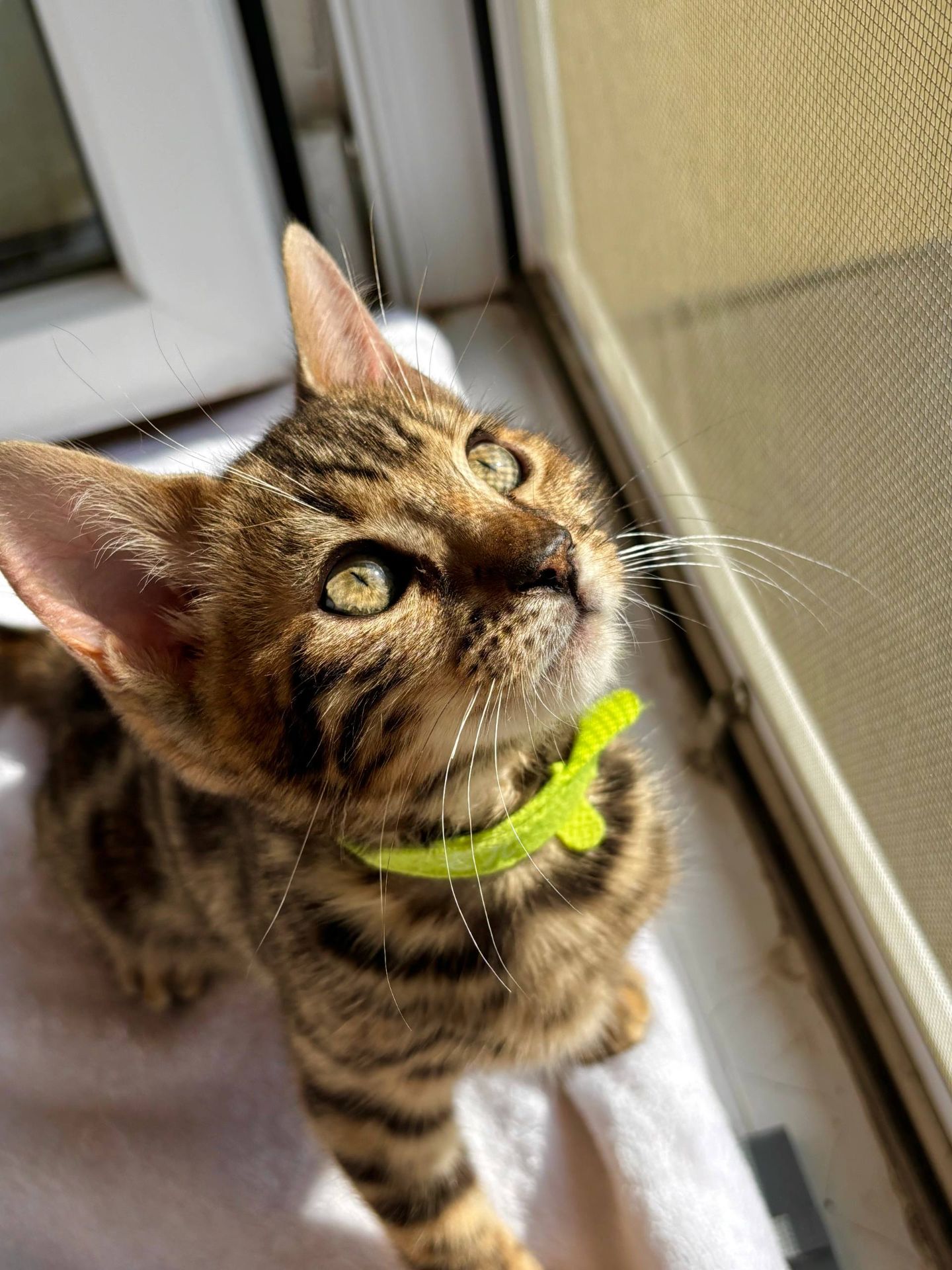 Бенгальские котята бенгалы бенгальскі котики тигри