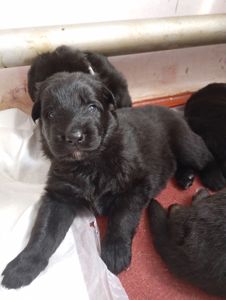 Бронювання цуценят німецької вівчарки.