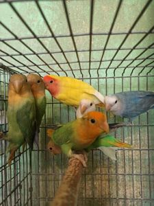 Неразлучники птенцы