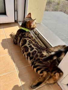 Бенгальские котята бенгалы бенгальскі котики тигри