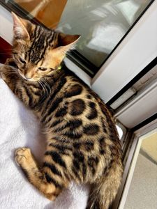 Бенгальские котята бенгалы бенгальскі котики тигри