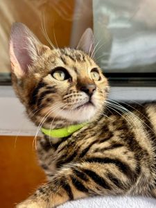 Бенгальские котята бенгалы бенгальскі котики тигри