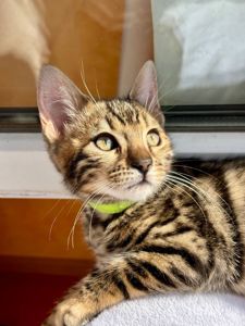 Бенгальские котята бенгалы бенгальскі котики тигри