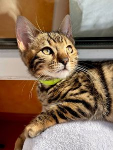 Бенгальские котята бенгалы бенгальскі котики тигри