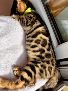 Бенгальские котята бенгалы бенгальскі котики тигри