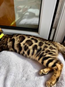 Бенгальские котята бенгалы бенгальскі котики тигри