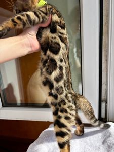 Бенгальские котята бенгалы бенгальскі котики тигри