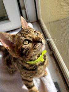 Бенгальские котята бенгалы бенгальскі котики тигри