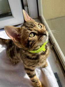 Бенгальские котята бенгалы бенгальскі котики тигри