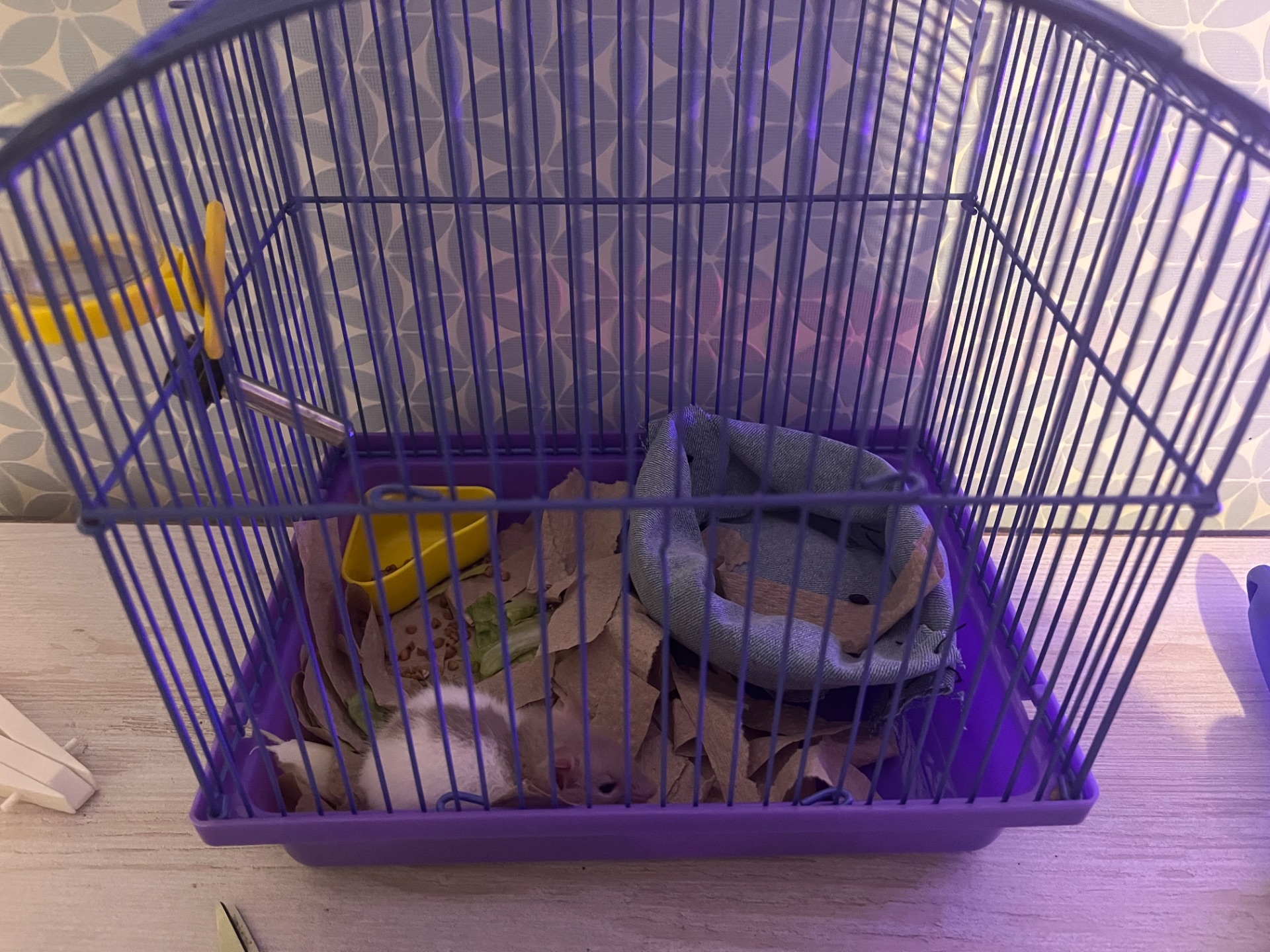 Крыса мальчик, красивая расцветка