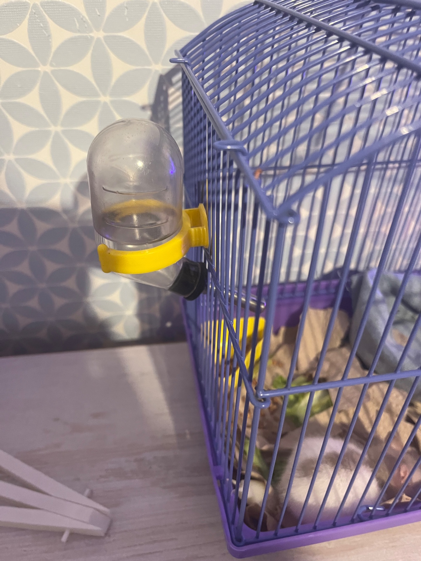 Крыса мальчик, красивая расцветка