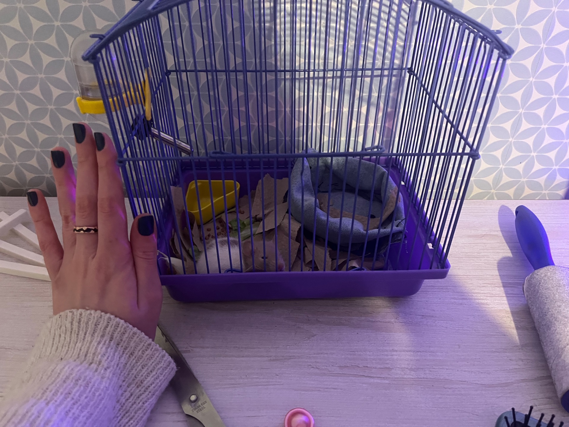 Крыса мальчик, красивая расцветка