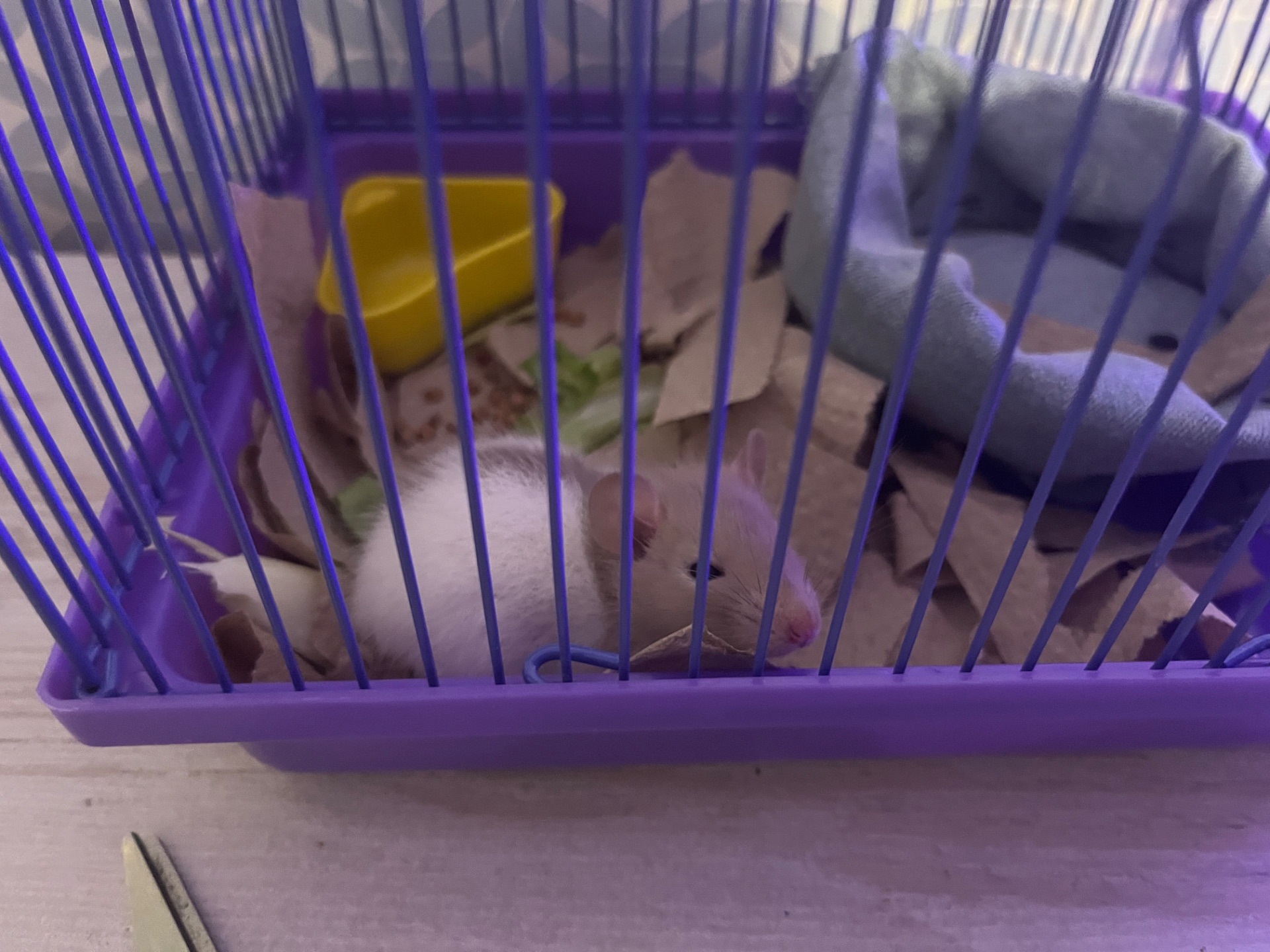 Крыса мальчик, красивая расцветка