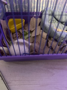 Крыса мальчик, красивая расцветка