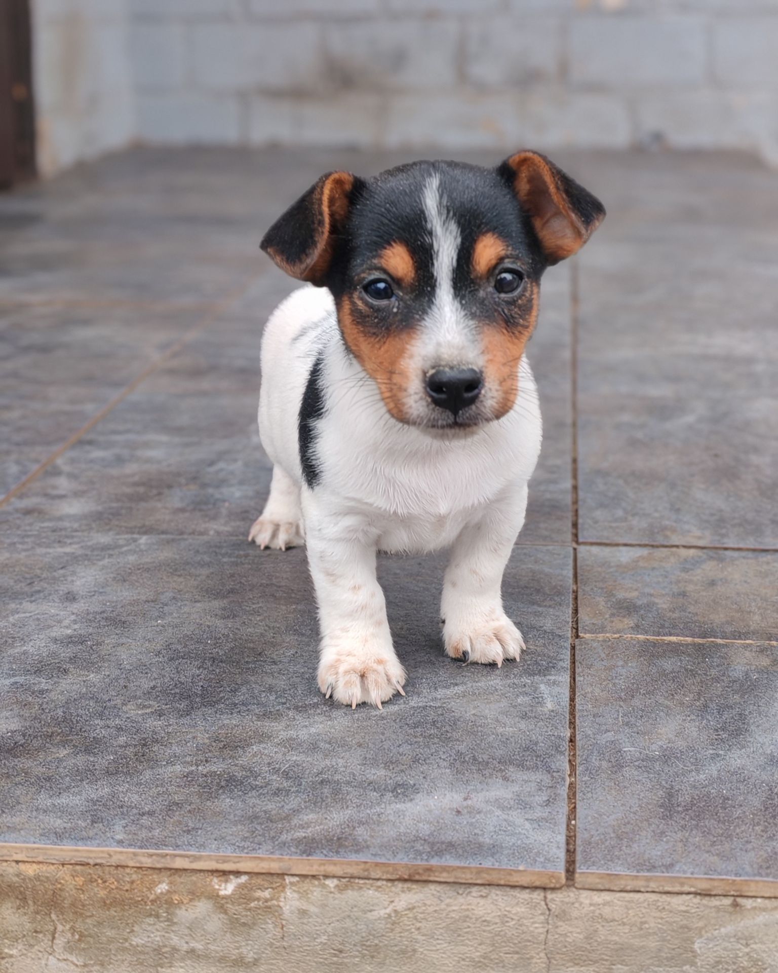 Цуценя Джек рассел тер'єр Триколор хлопчик