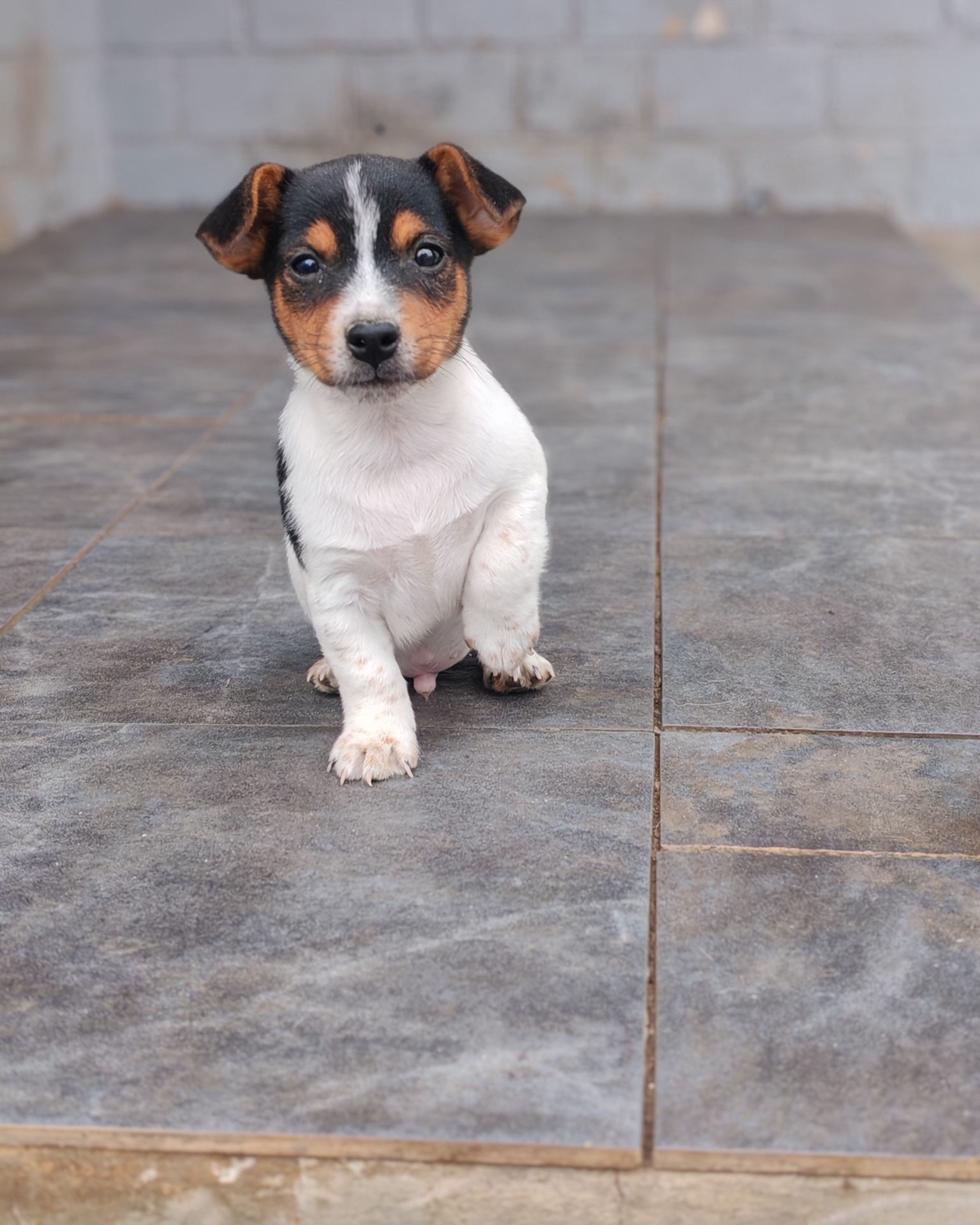 Цуценя Джек рассел тер'єр Триколор хлопчик
