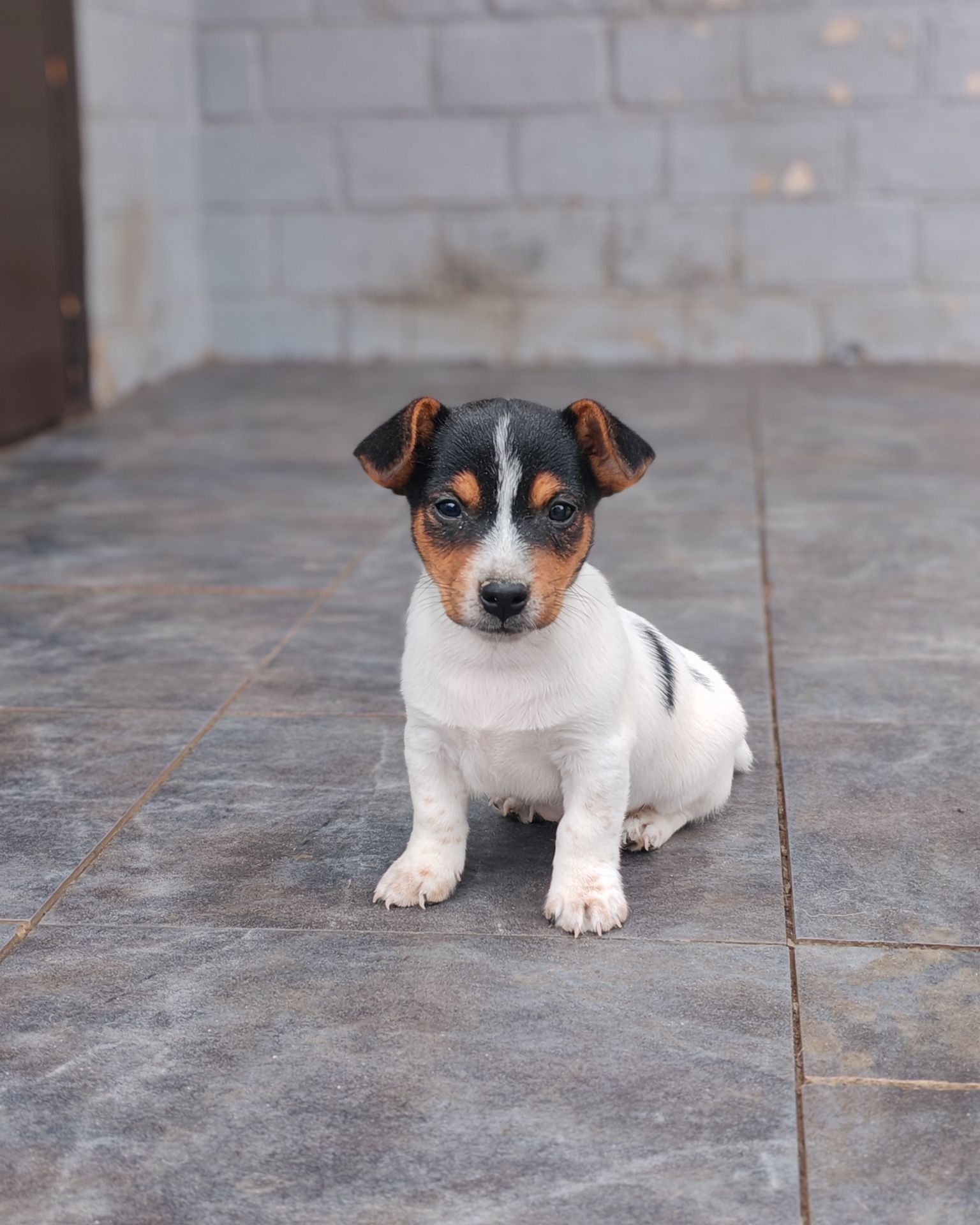 Цуценя Джек рассел тер'єр Триколор хлопчик