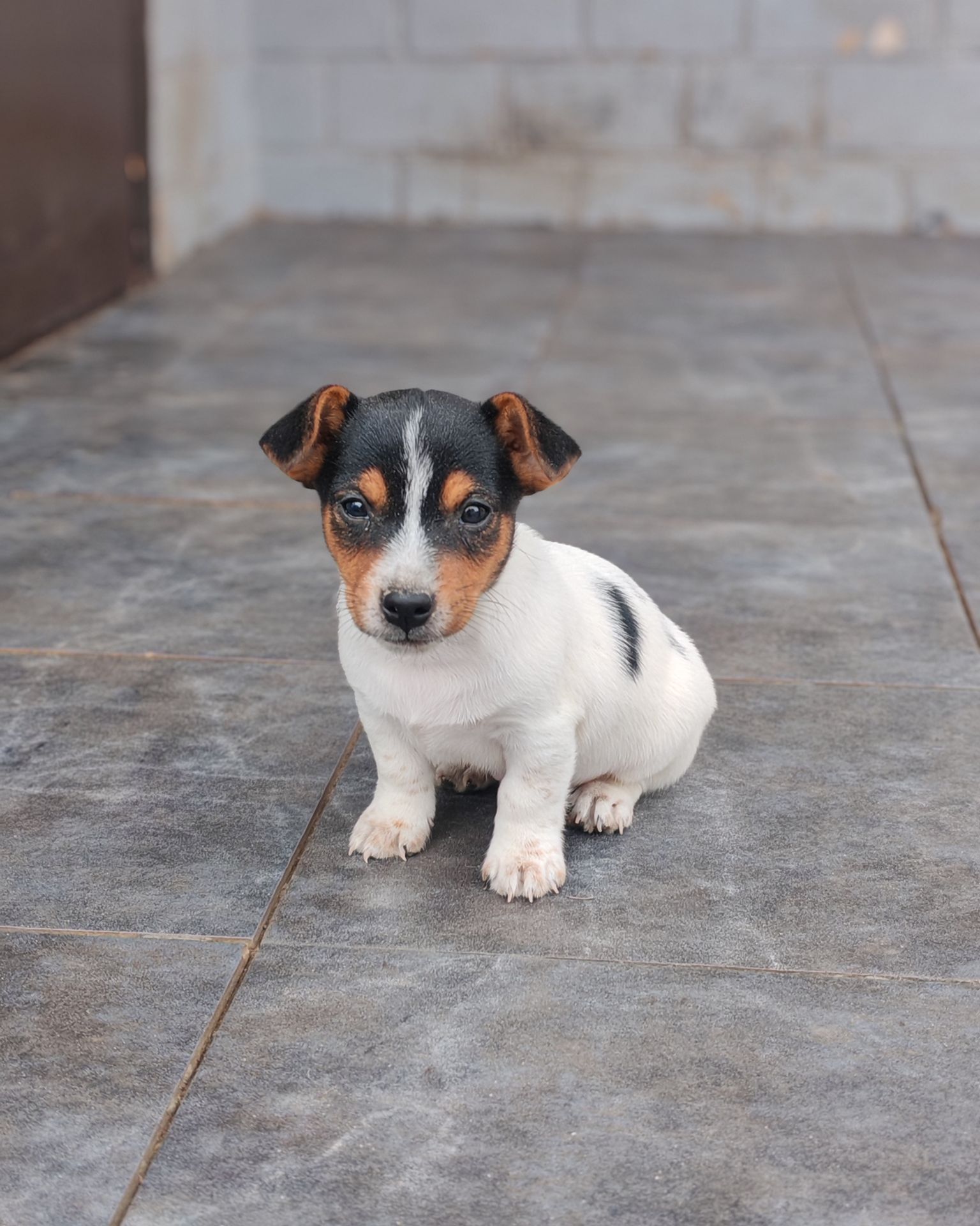 Цуценя Джек рассел тер'єр Триколор хлопчик