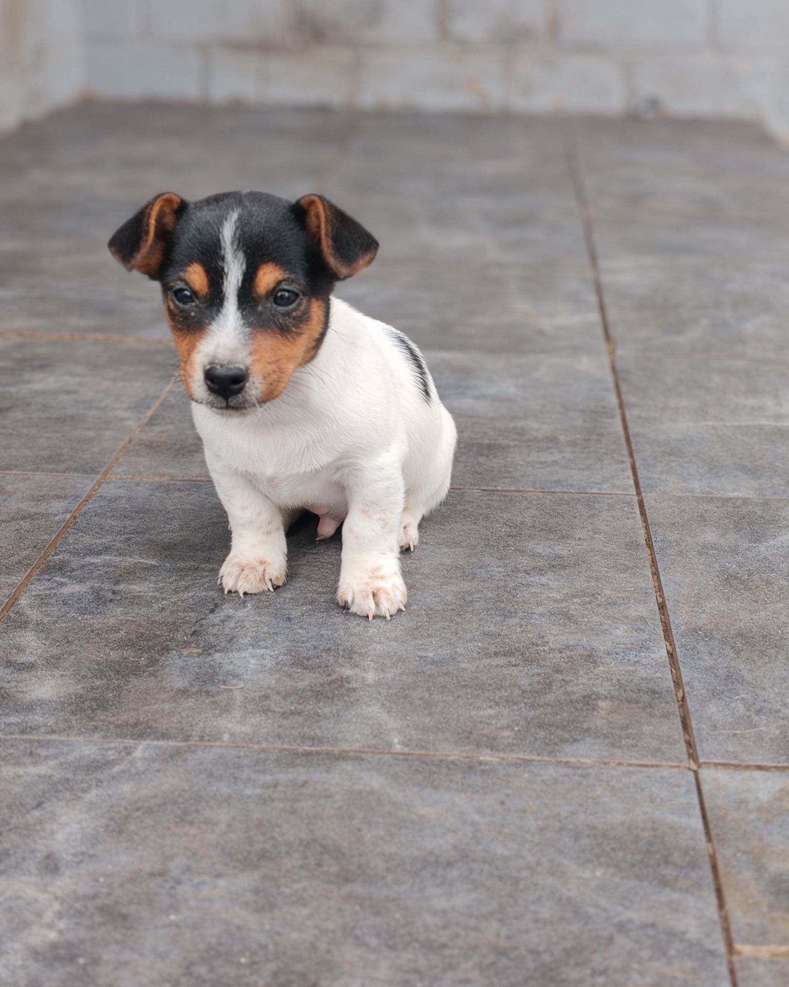 Цуценя Джек рассел тер'єр Триколор хлопчик