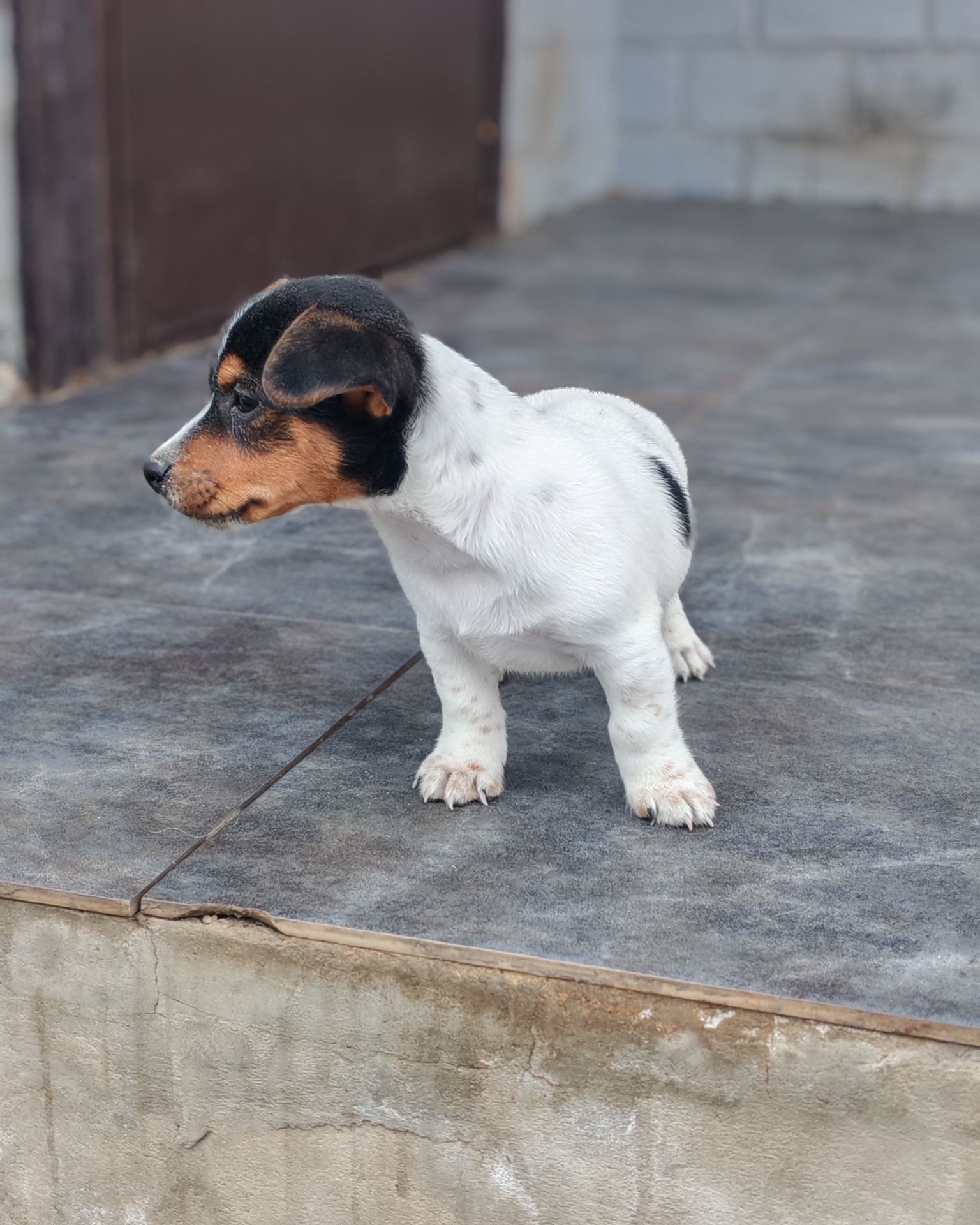 Цуценя Джек рассел тер'єр Триколор хлопчик