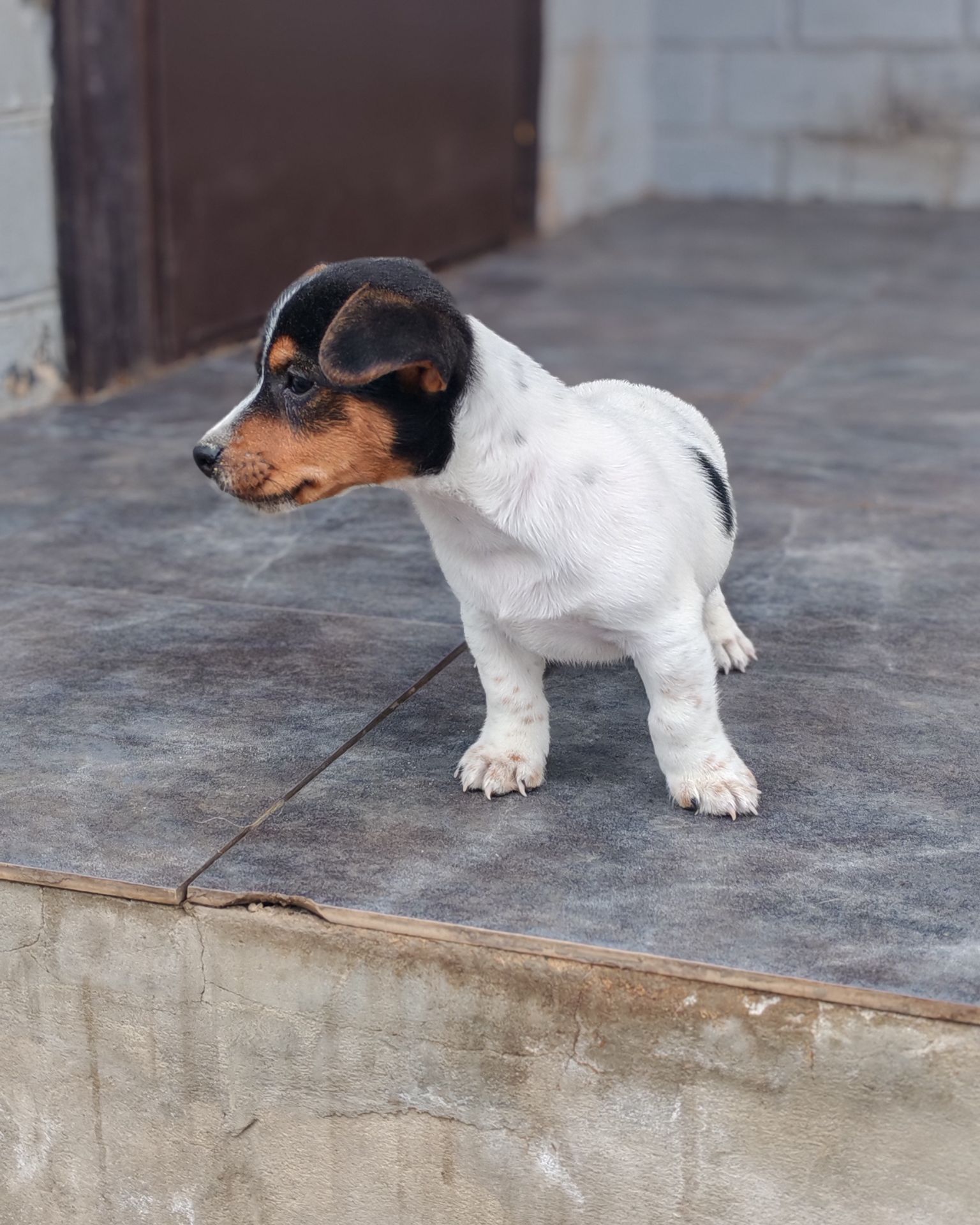 Цуценя Джек рассел тер'єр Триколор хлопчик