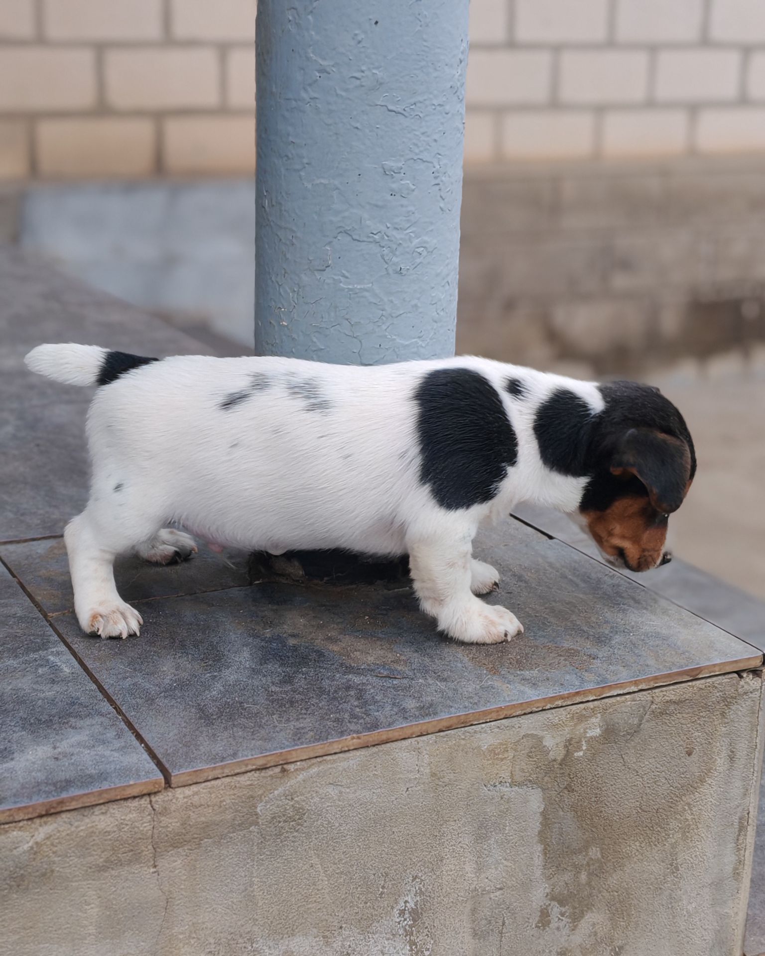 Цуценя Джек рассел тер'єр Триколор хлопчик