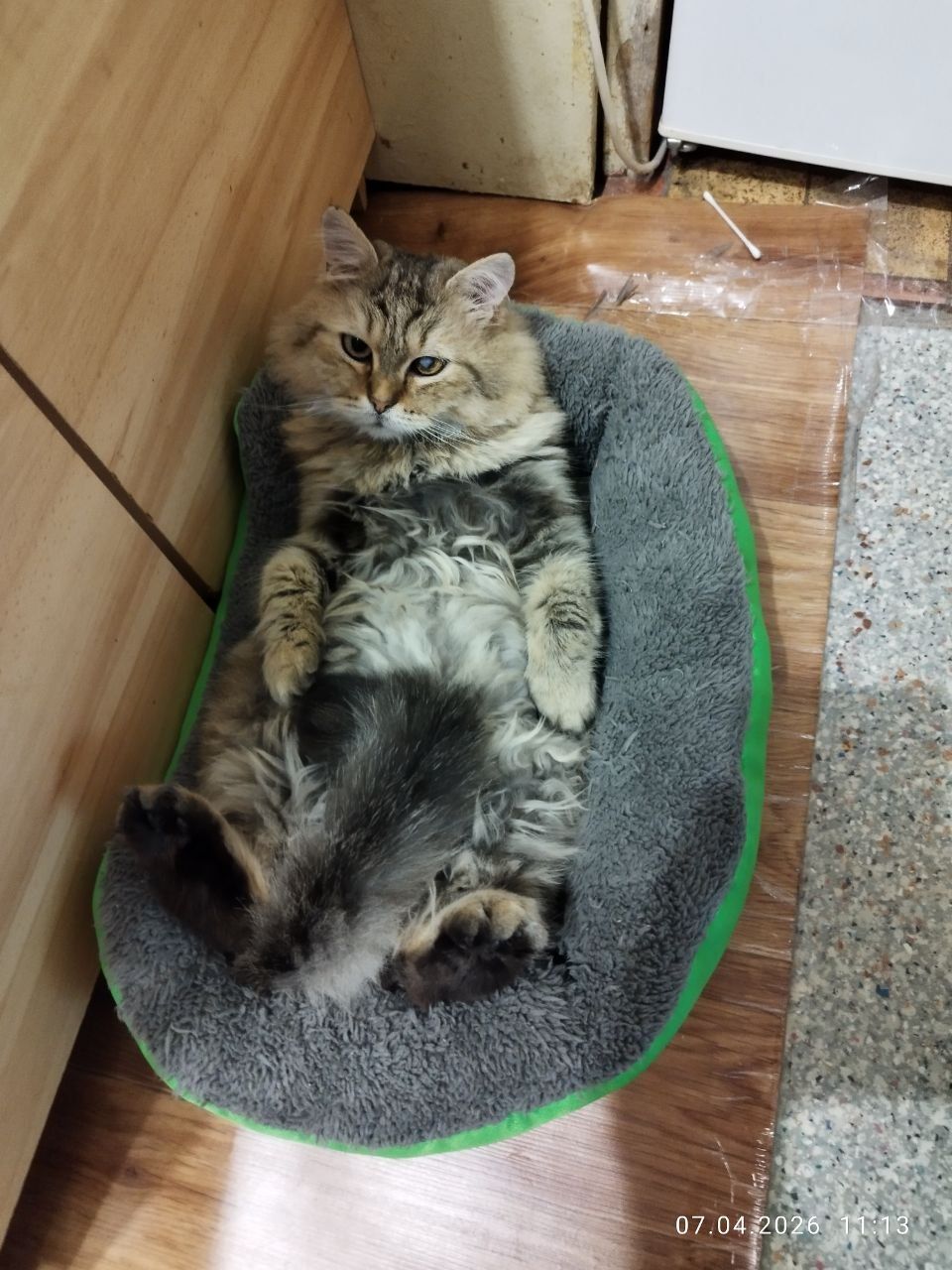 В добрі руки гарна мишеловка