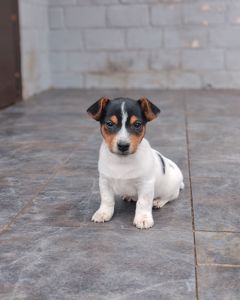 Цуценя Джек рассел тер'єр Триколор хлопчик