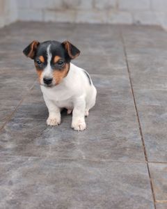 Цуценя Джек рассел тер'єр Триколор хлопчик