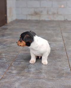 Цуценя Джек рассел тер'єр Триколор хлопчик