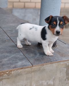 Цуценя Джек рассел тер'єр Триколор хлопчик