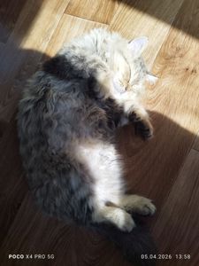 В добрі руки гарна мишеловка