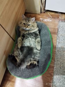 В добрі руки гарна мишеловка