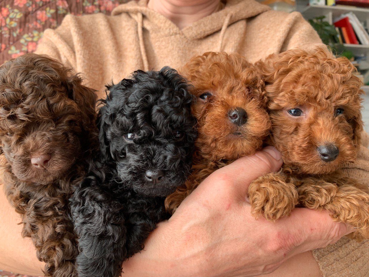 Міні той-пуделі — елітні цуценята