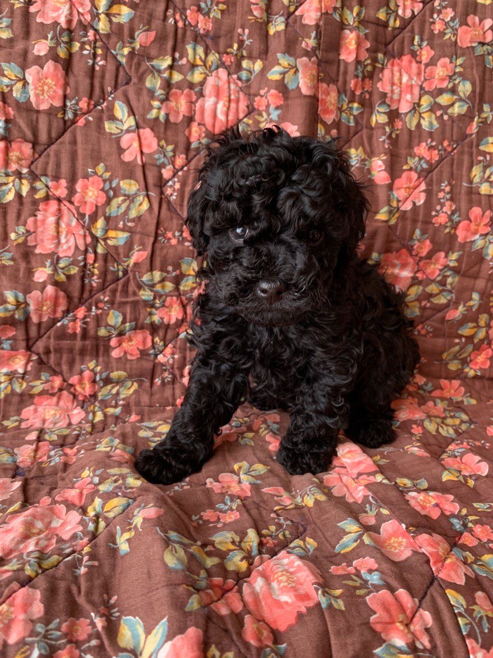 Міні той-пуделі — елітні цуценята