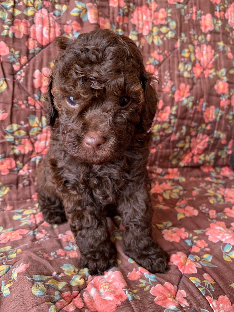 Міні той-пуделі — елітні цуценята