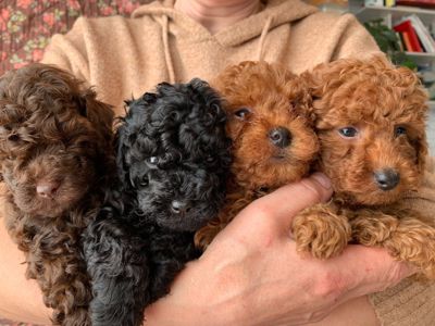 Міні той-пуделі — елітні цуценята