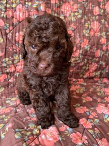 Міні той-пуделі — елітні цуценята